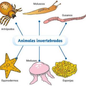 Animales invertebrados 