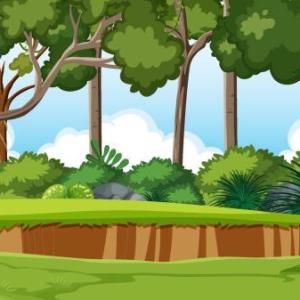 BUSCAMOS ANIMALES EN LA JUNGLA