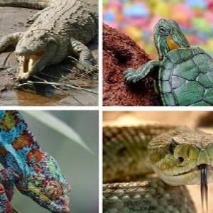 PREGUNTAS SOBRE LOS REPTILES