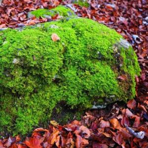 ¿Cuánto sabemos sobre las Briophytas?