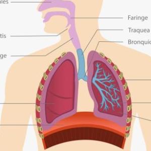 Sistema Respiratorio