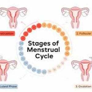 Menstrual cycle