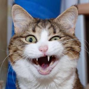 Patita de Gato
