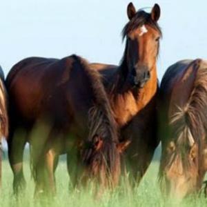 Animales herbívoros