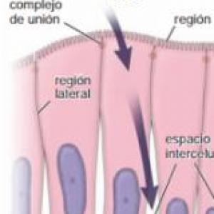 tejido epitelial
