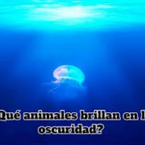 Animales que brillan en la obscuridad