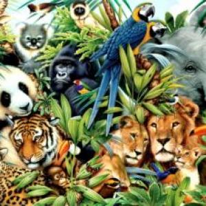 Portada del juego WILD ANIMALS – Idiomas