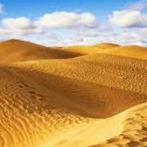 animales del desierto