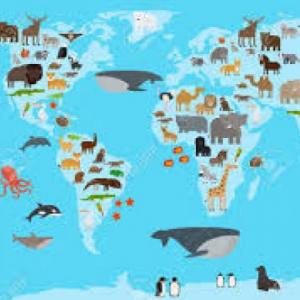 animales del mundo 