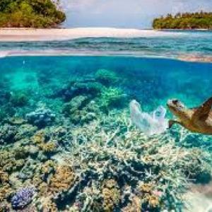 animales de mar 