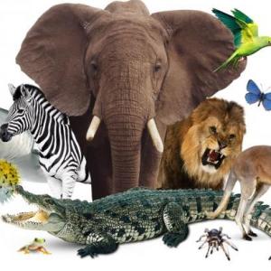 ANIMALS 2!