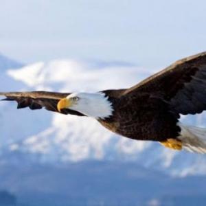 Eagle Eyes