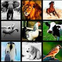 Animales según su alimentación.