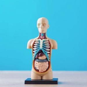 Cuerpo Humano