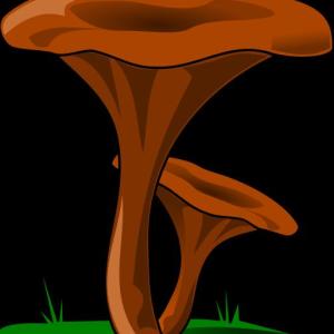 Portada del juego “Exploradores de las plantas sin semillas del Ecuador” – Ciencias