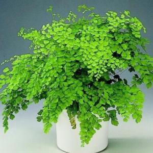 Las plantas