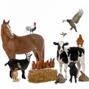 Memotest Animales de la Granja