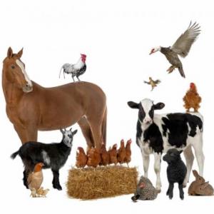 Los animales de la granja