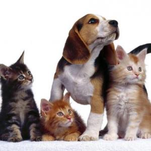 Memotest Nuestras mascotas