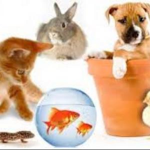 Animales domésticos