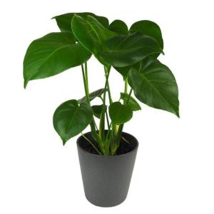 Necesidades de las plantas