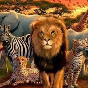 Memorize the animals