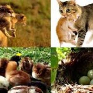 trivias de animales