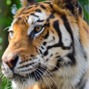 LOS ANIMALES DE LA JUNGLA