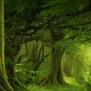 Imagen de portada del videojuego educativo: EL BOSQUE PELIGROSO, de la temática Cine-TV-Teatro
