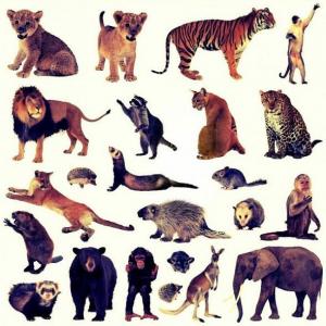 ANIMALES TERRESTRES