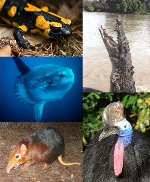animales vertebrados
