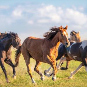 Pelajes de caballos