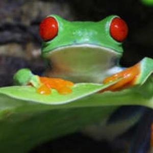 Actividades sobre Anfibios del Paraguay..