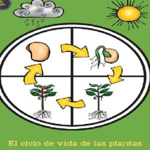 Juego de Orden