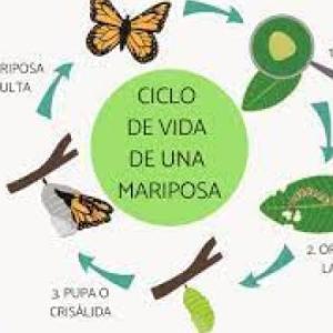 SERES VIVOS Y SERES INERTES SEGUNDO