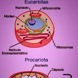 Imagen de portada del videojuego educativo: partes de la célula, de la temática Ciencias