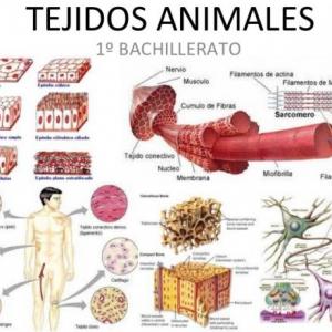 ACTIVA TU MEMORIA