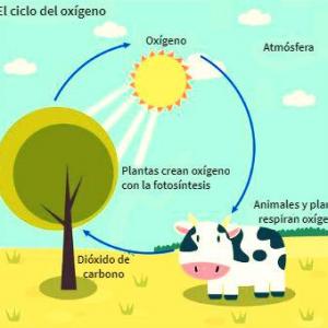 TRIVIA EL OXIGENO