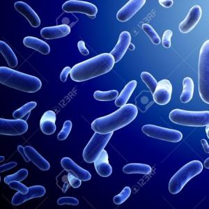 Colonia de bacterias