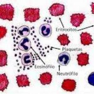 Trabajo grupal de hematopoyesis