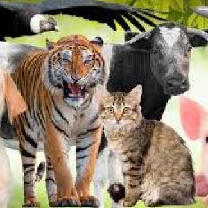 ANIMALIEN MEMORIA