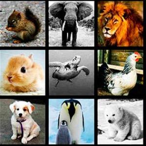 Animales
