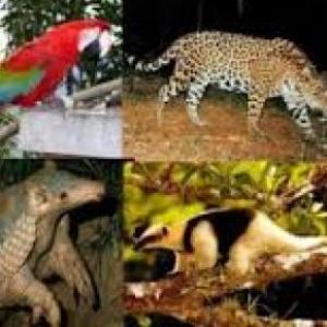 ANIMALES ARGENTINOS