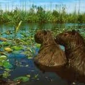 ANIMALES ARGENTINOS