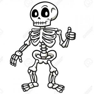 Skeletal system