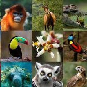 Cadena trofica