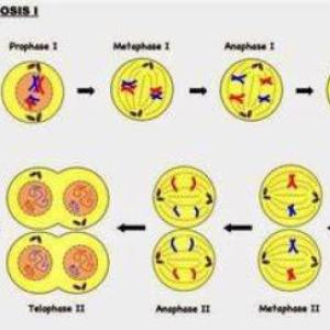 Imagen de portada del videojuego educativo: fases de la meiosis, de la temática Biología