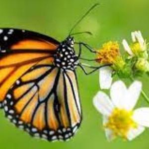 Animales Invertebrados