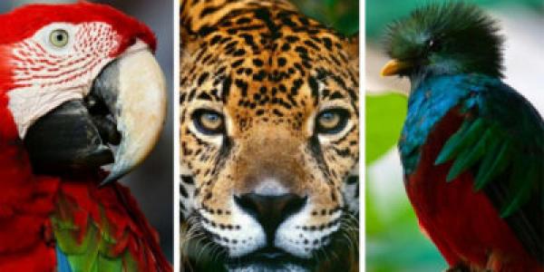 Duchazo de la flora y fauna