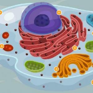 Historia del microscopio